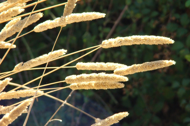 Poaceae - Phalaris bulbosa ?