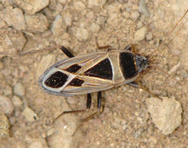 Xanthochilus cfr. saturnius dell''Algarve