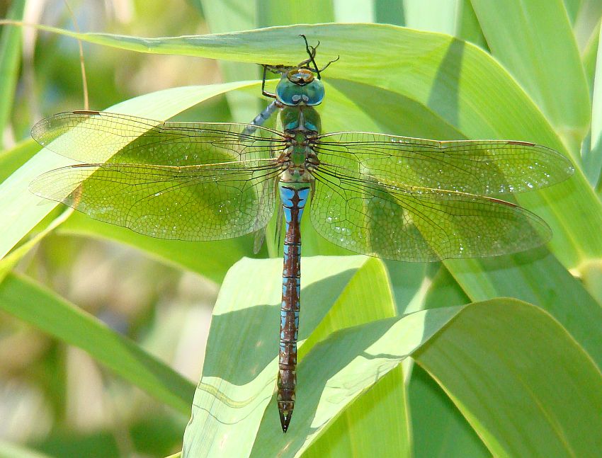 da identificare: Anax imperator