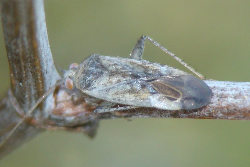 Miridae: Phytocoris sp. dell''Algarve