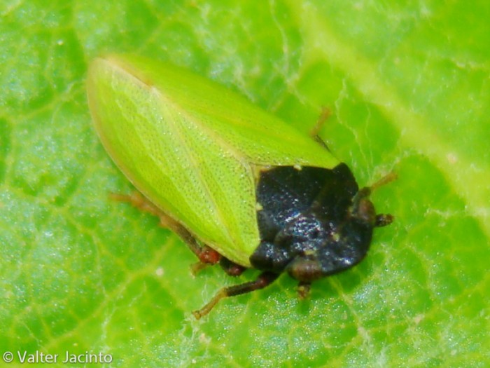 Tettigometridae sp. del Portogallo