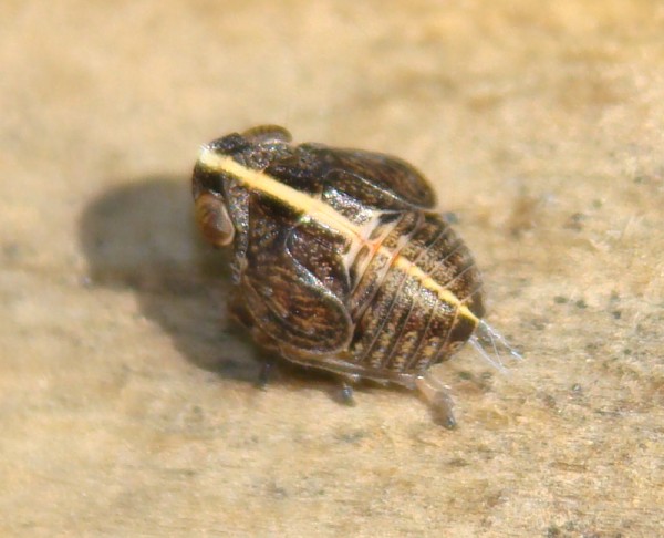 da identificare