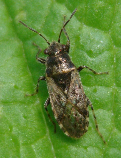 Lygaeidae: Heterogaster cf. urticae dell''Algarve (P)