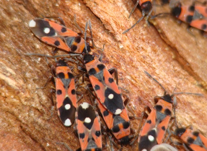 Lygaeidae: Horvathiolus cf syriacus dell''Algarve (P)