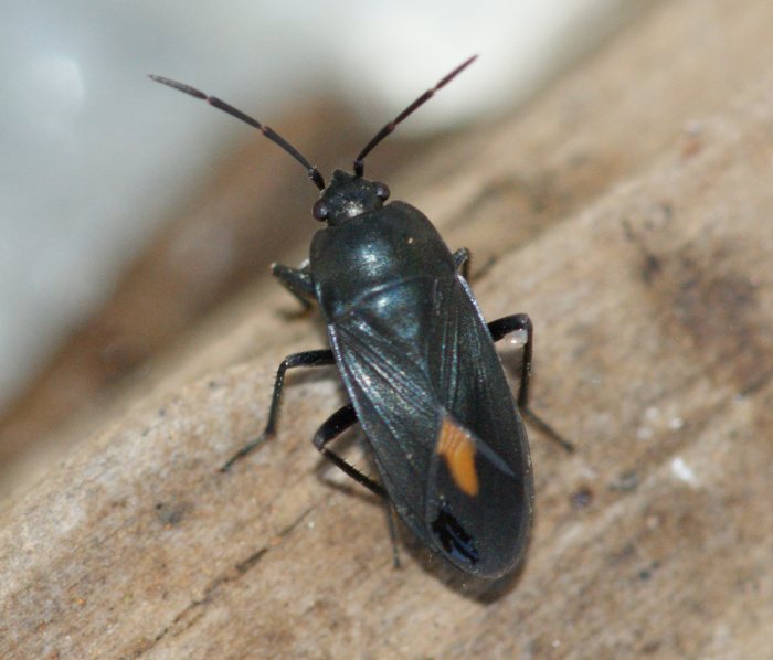 Lygaeidae: Aphanus rolandri dell''Algarve