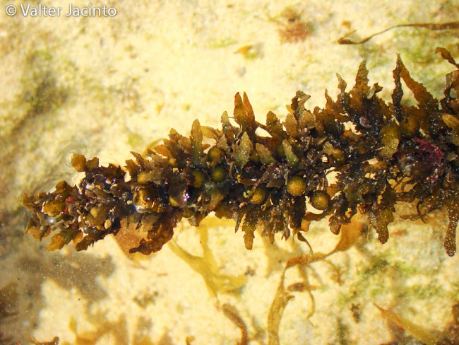 Da identificare (Sargassum sp.)