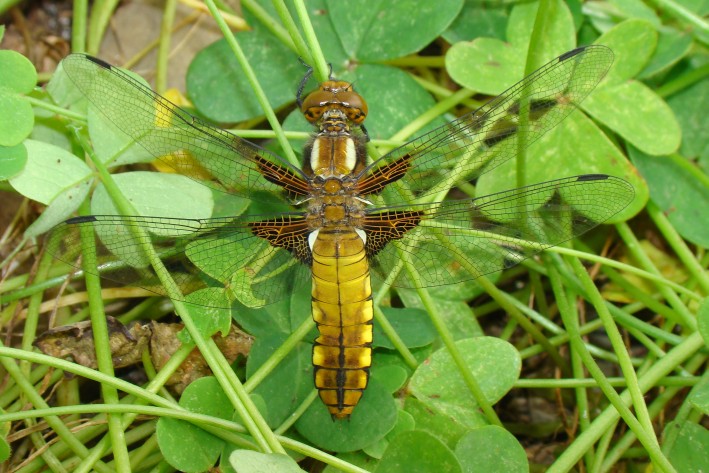 da identificare - Libellula depressa