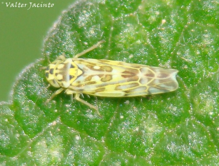 da identificare: Eupteryx sp. dal Portogallo