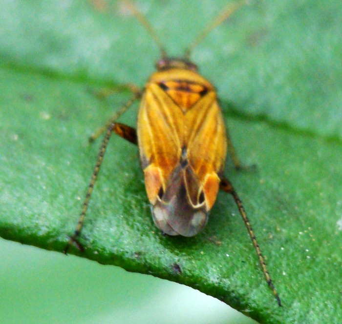 Pachyxyphus sp.