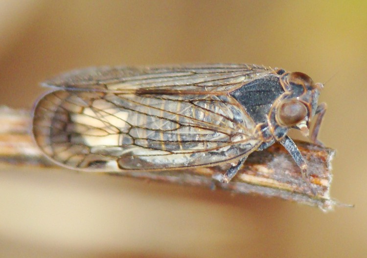 da identificare: Cixiidae - Reptalus sp. Portogallo