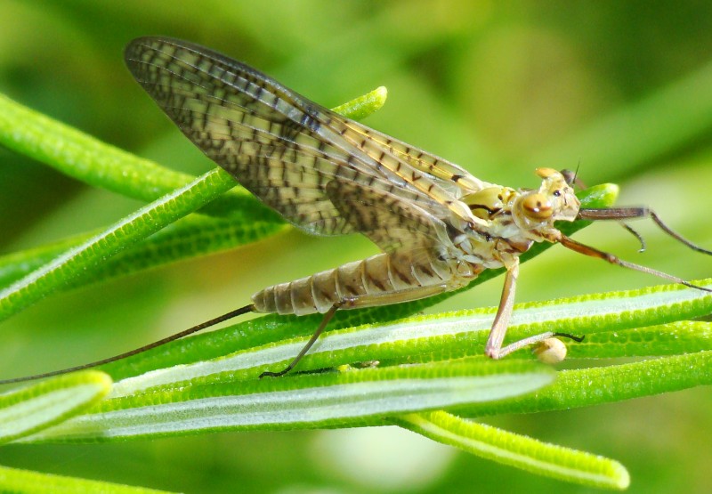 Ecdyonurus venosus
