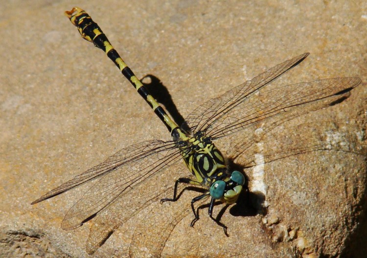 Onychogomphus forcipatus ?