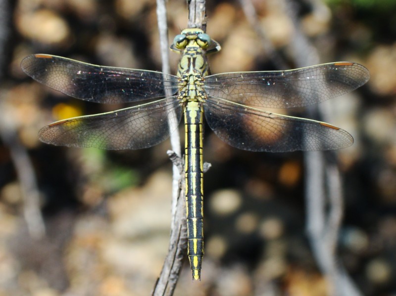 da identificare - Gomphus pulchellus