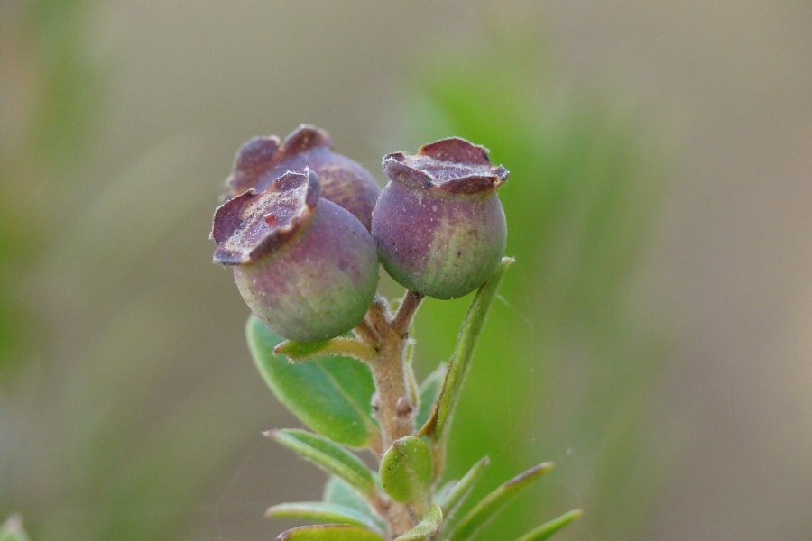 Lonicera nitida o Lonicera pileata