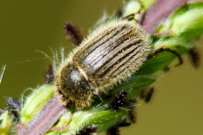 Hymenoplia sp. (Melolonthidae)