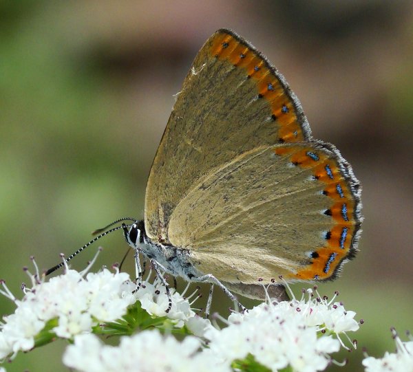 da identificare - Laeosopis roboris