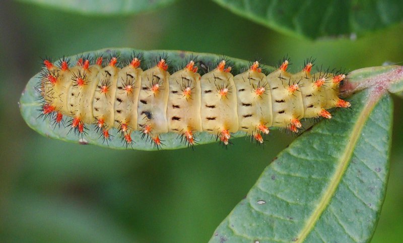 bruco - da identificare - Zerynthia (Zerynthia) rumina