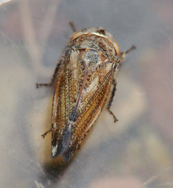 Selenocephalus sp.