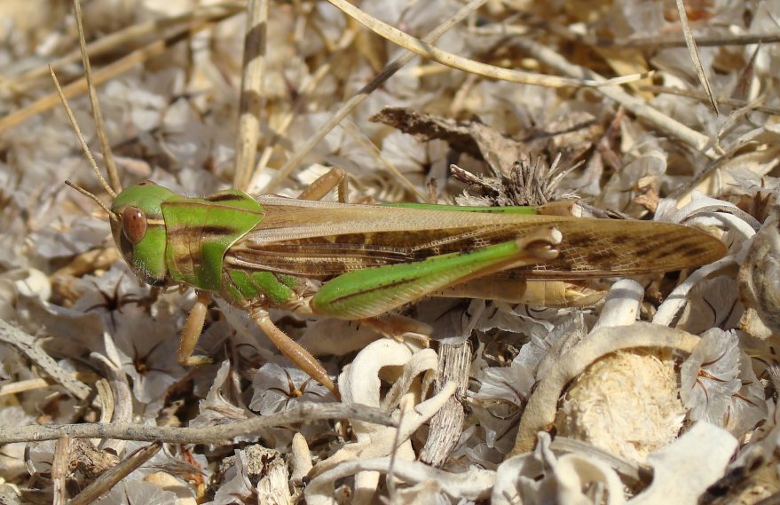 da identificare