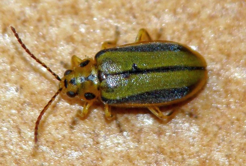 da identificare: Xanthogaleruca luteola