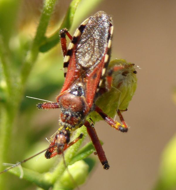 Reduviidae dell''Algarve: Rhynocoris erythropus e....