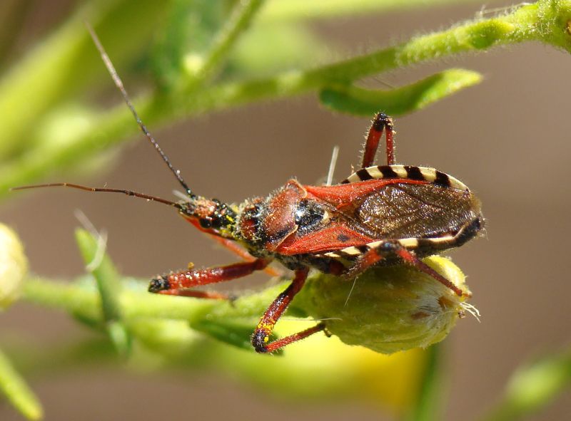 Reduviidae dell''Algarve: Rhynocoris erythropus e....