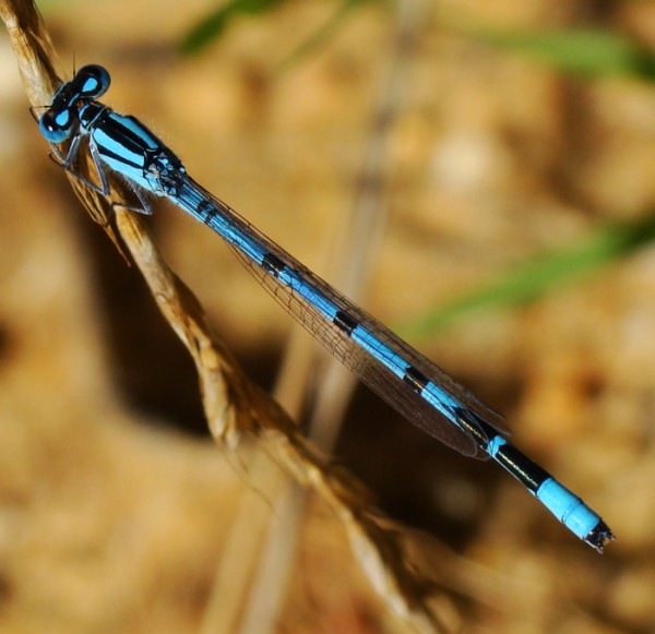 Enallagma cyathigerum (maschio)