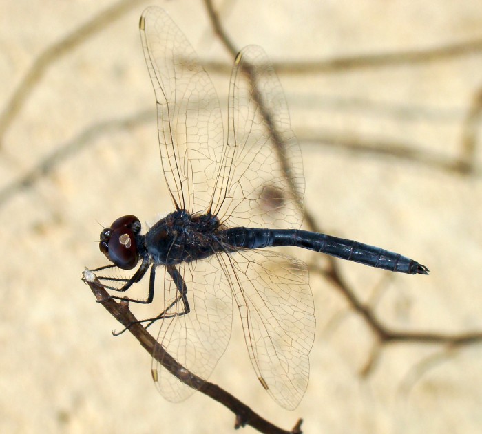 da identificare: maschio di Selysiothemis nigra