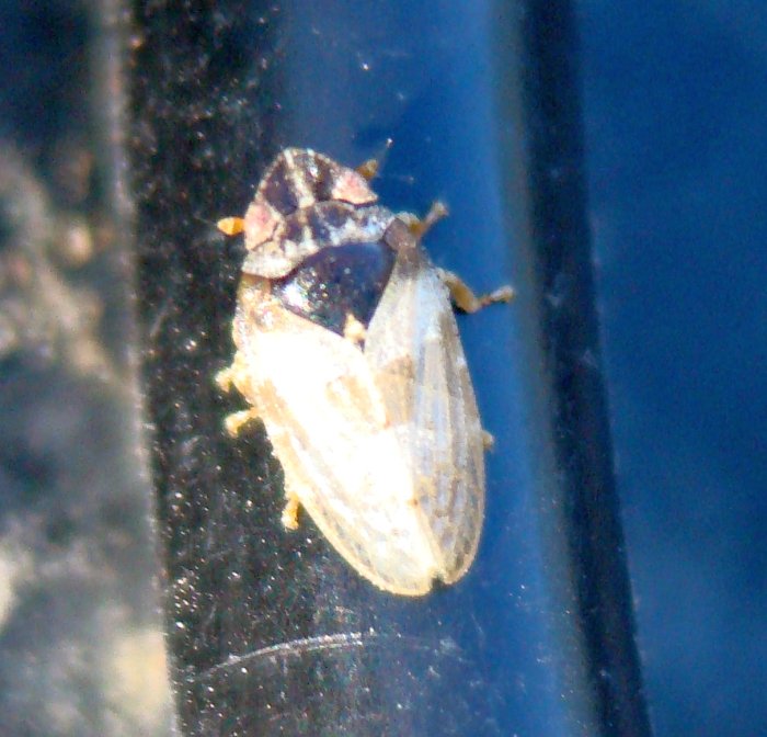 Tettigometra sp.