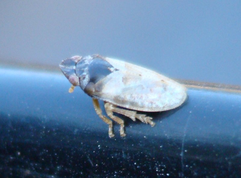 Tettigometra sp.