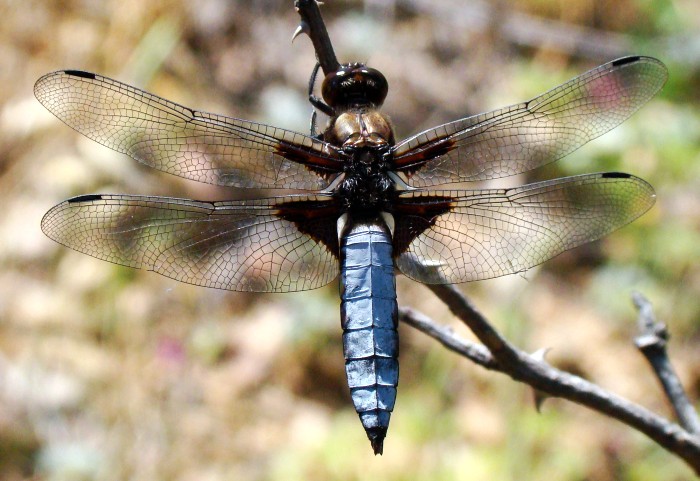 da identificare II
