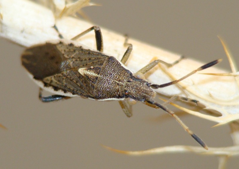 Rhopalidae: Maccevethus sp. dell''Algarve (P)