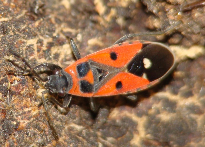 Lygaeidae: Melanocoryphus albomaculatus dell''Algarve - P