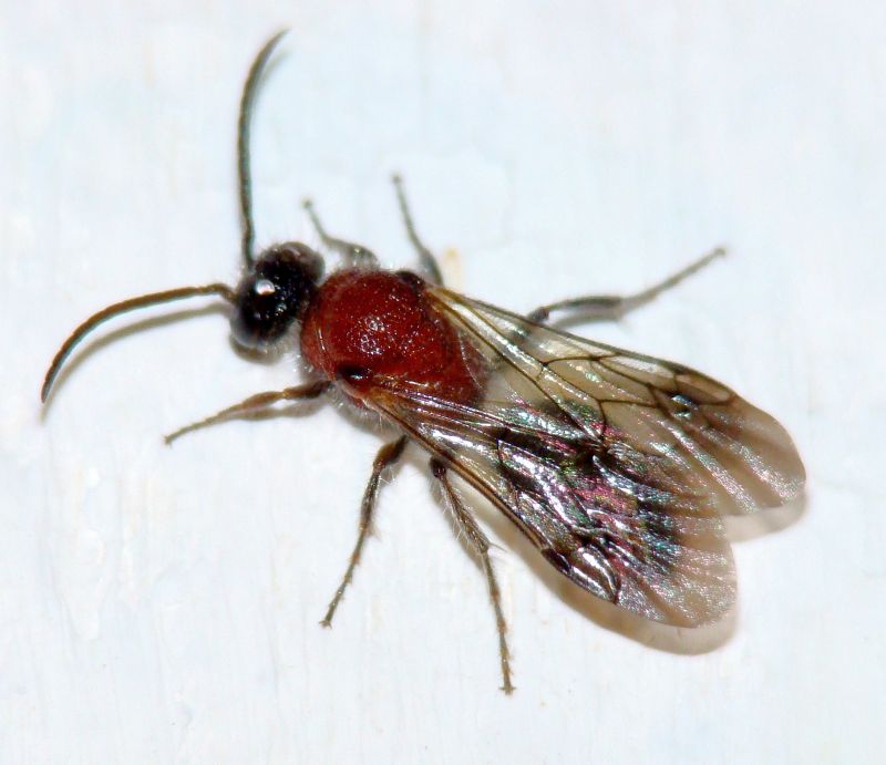 Maschio di Mutillidae (Portogallo)