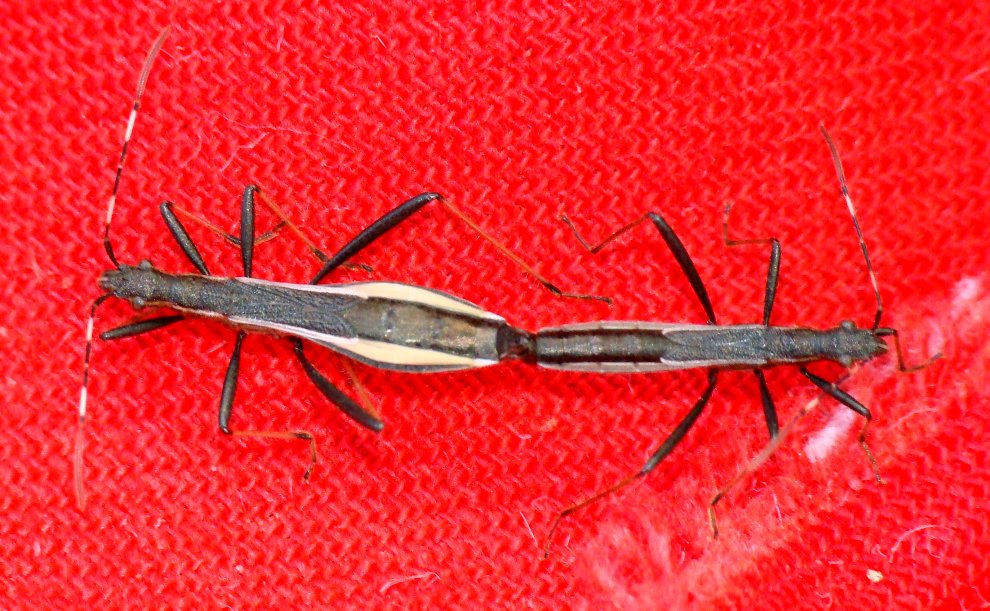 Alydidae: Micrelytra fossularum dell''Algarve