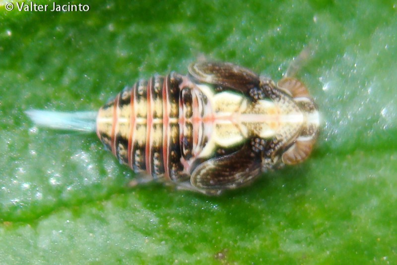 Ninfa di Issidae
