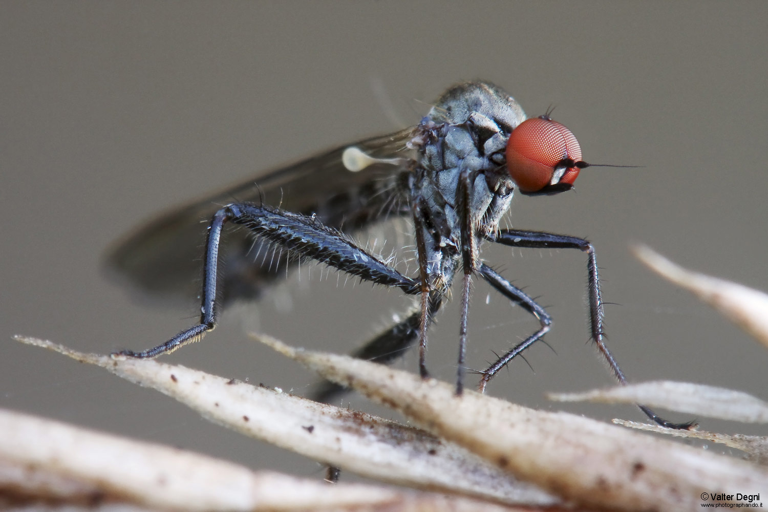 Hybos grossipes (Hybotidae)