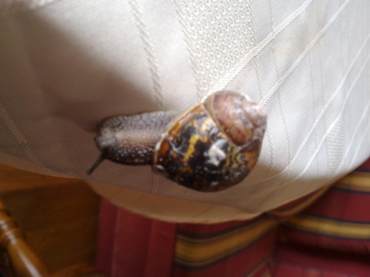 Lumaca specie da determinare:Cornu aspersum