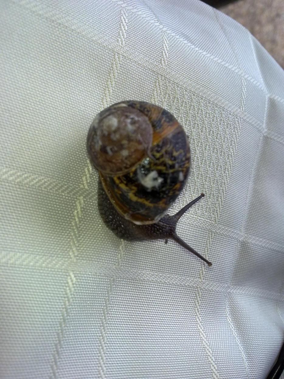 Lumaca specie da determinare:Cornu aspersum