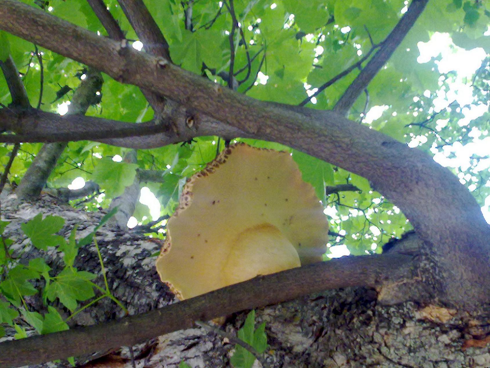 ENORME Albatrellus Pes Caprae ?? + altri..