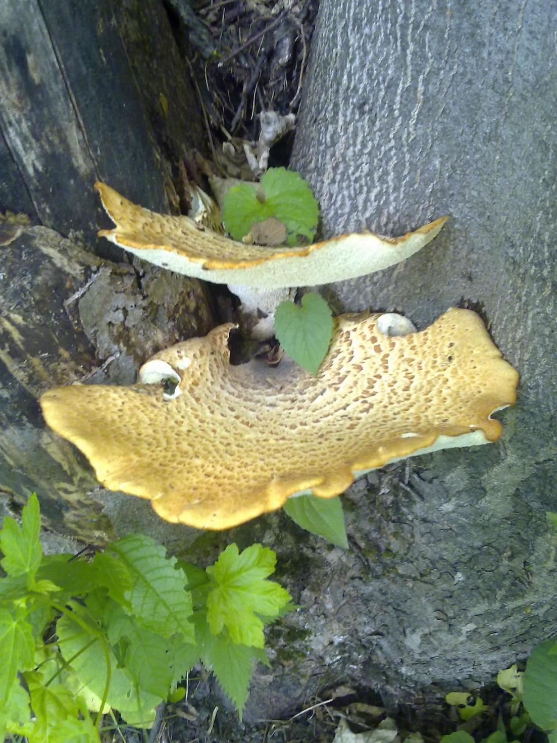 ENORME Albatrellus Pes Caprae ?? + altri..