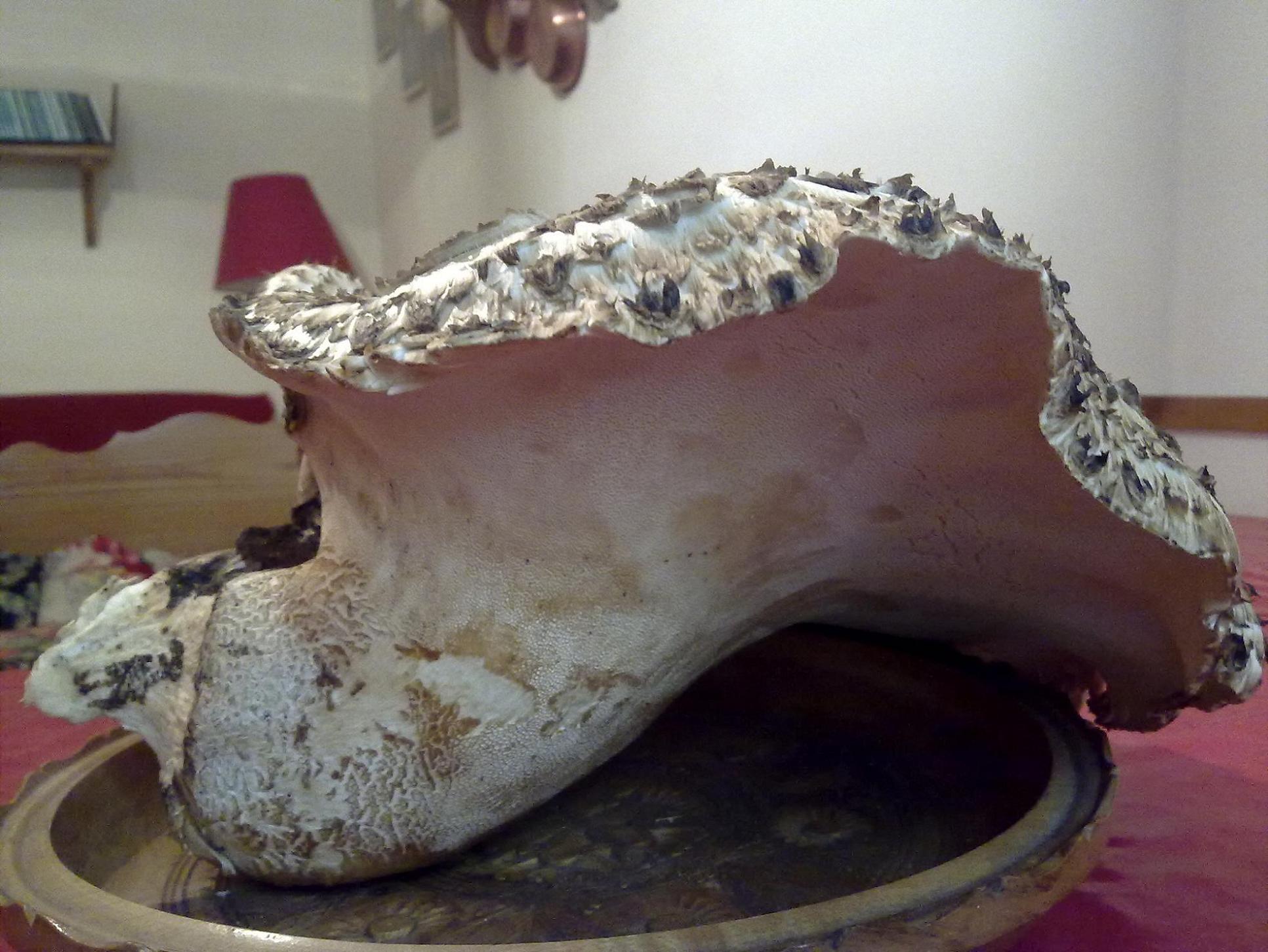 ENORME Albatrellus Pes Caprae ?? + altri..