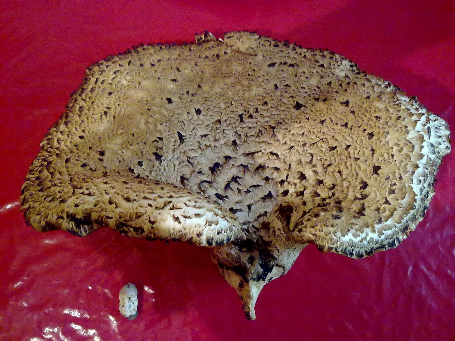 ENORME Albatrellus Pes Caprae ?? + altri..