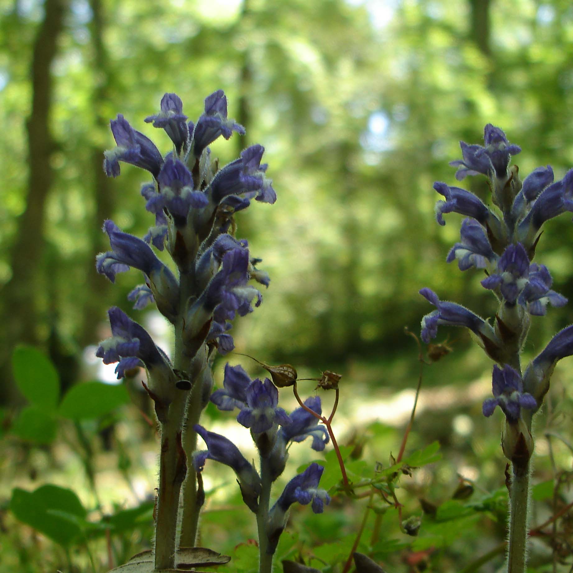 Orchidea? no, Orobanche cfr. ramosa