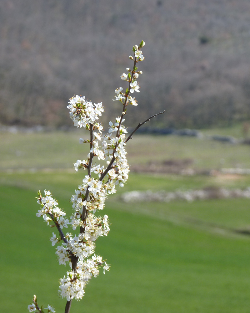 Piante garganiche: Acer sp. e Prunus spinosa.