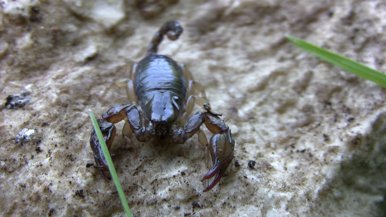 Euscorpius sicanus - Gargano