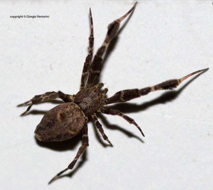 Uloborus plumipes