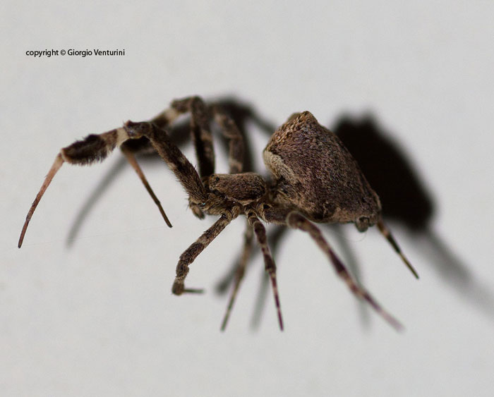 Uloborus plumipes