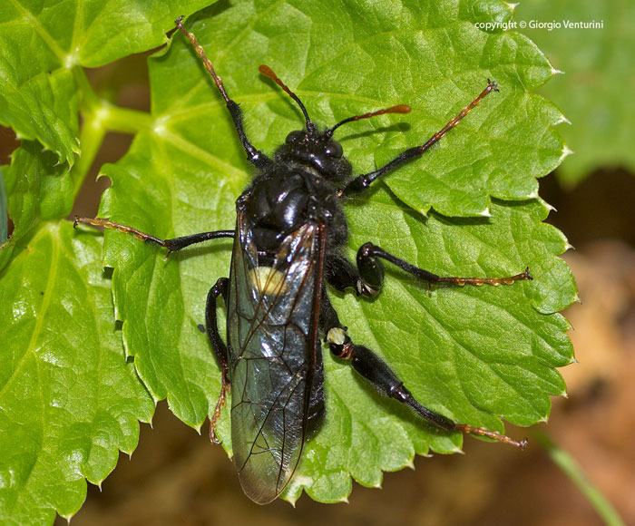 imenottero dall''appennino ligure: maschio di Cimbex connatus