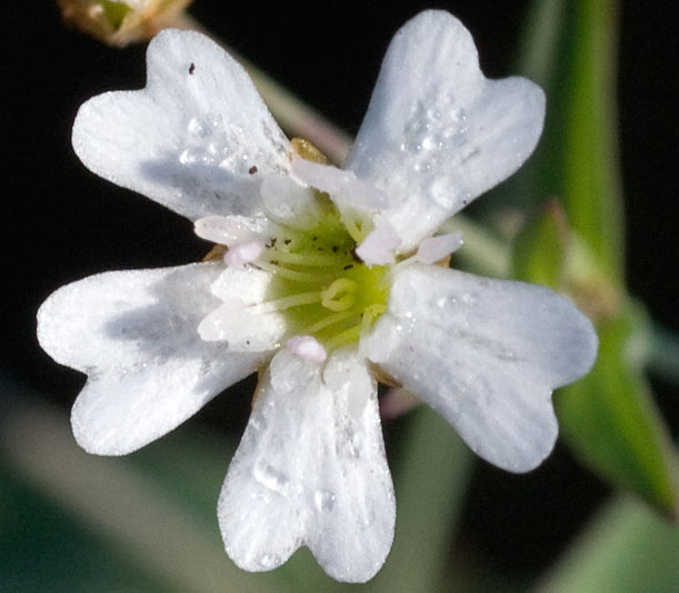 Atocion rupestre / Silene delle rupi